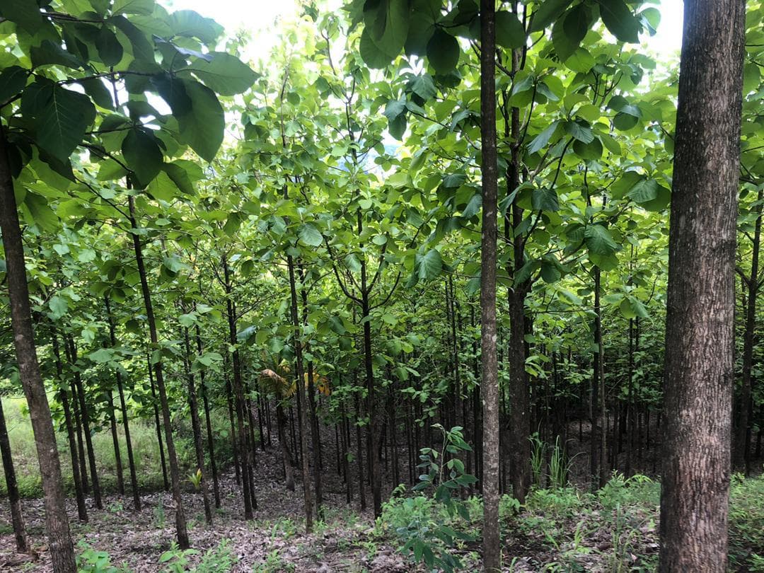 Forestry farm in Iringa, Tanzania