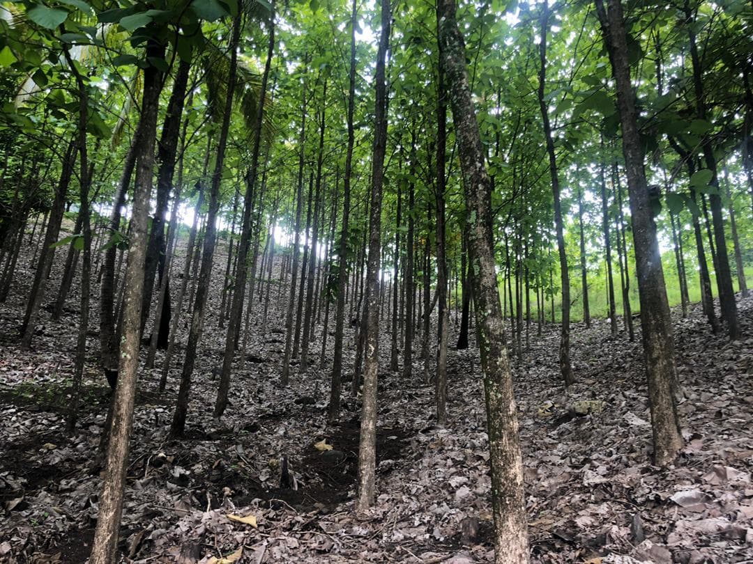 Iringa forestry farm 3